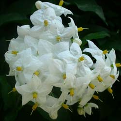 Morelle faux jasmin  fleurs blanches
